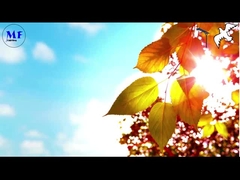 鳩1 太陽光路灯