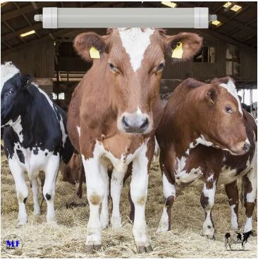 LED三極灯 アンチアンモニア 白色 Ik10 IP69K 0~10V ダム CCT 電源 調整可能 170lm/W 1.6m 日産牛羊 農場畜産